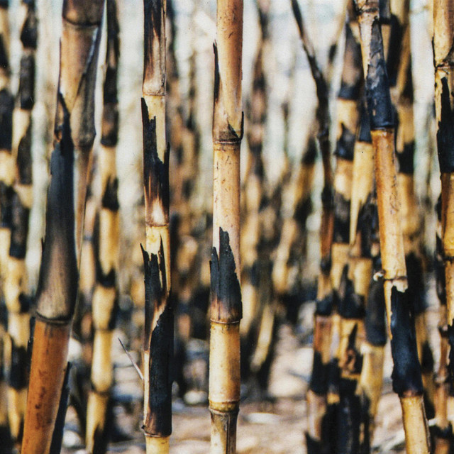 Songs from the Cane Fields (20ᵗʰ Anniversary Edition) cover art