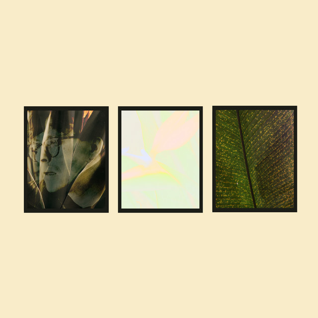 Plant Based Trilogy cover