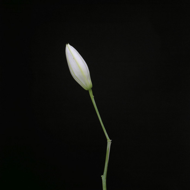 Snake cover art