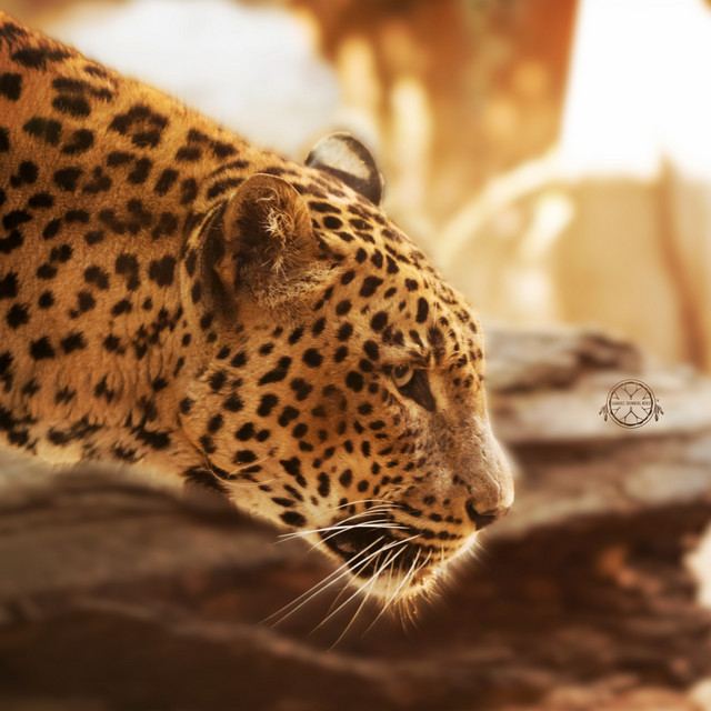 Echoes of the Jaguar Spirit