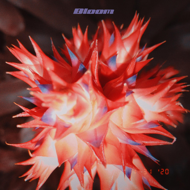 Bloom cover art