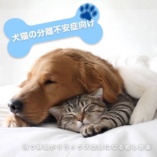 Relaxing music for dogs and cats with separation anxiety - turning waiting time into a relaxing space. cover art