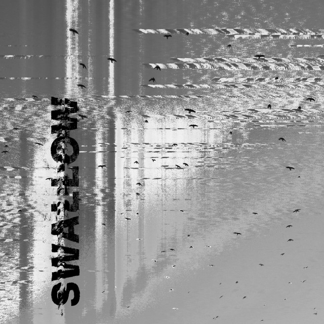 Swallow cover art