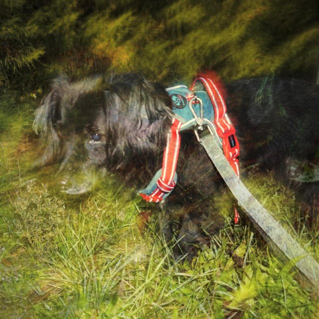 Milo (Dog Song) cover art