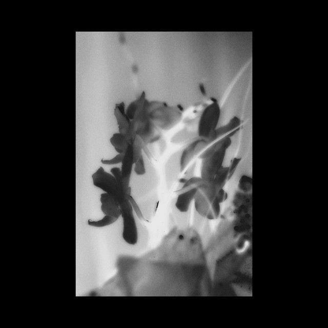 238U Trabea cover art