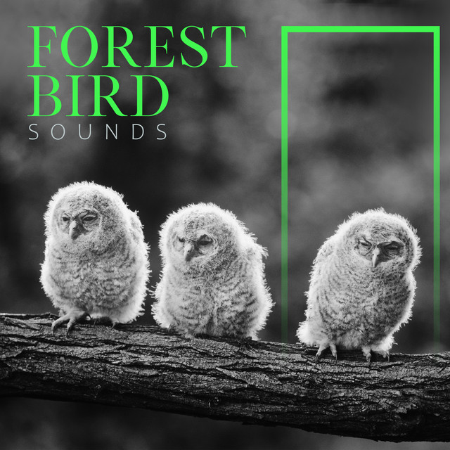 Forest Bird Sounds cover art