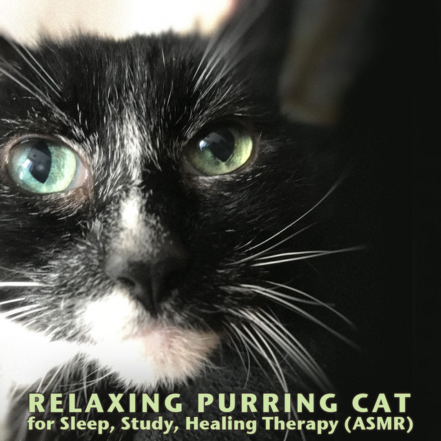 Cat Purring Slow & Warm - Loopable - song and lyrics by Nova Cat ...