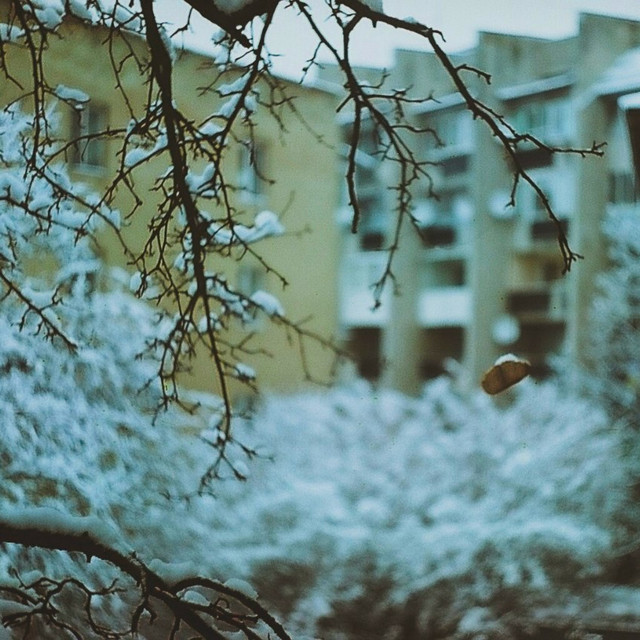 Обкладинка: Сніг — Хонест