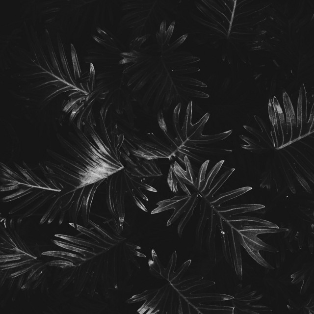 Still Feather