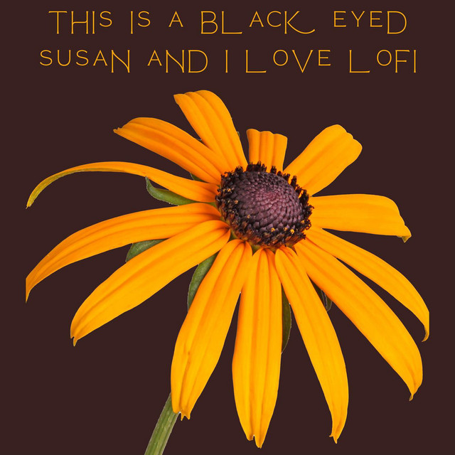 This Is a Black Eyed Susan and i Love Lofi cover
