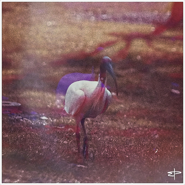 Bird's Eye View cover