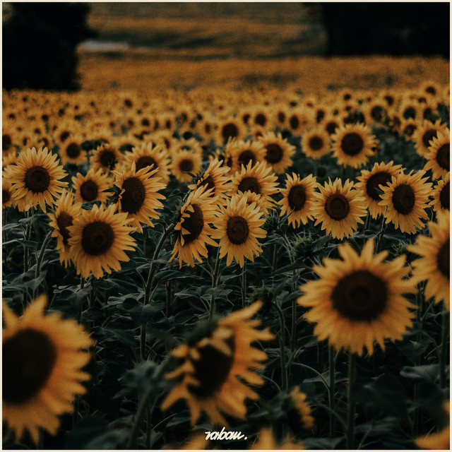 Sunflower Field