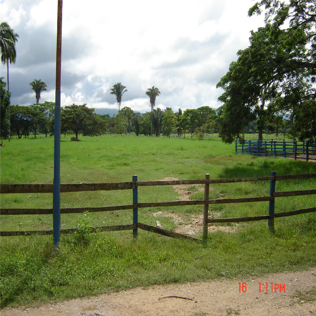 Braulio Palma