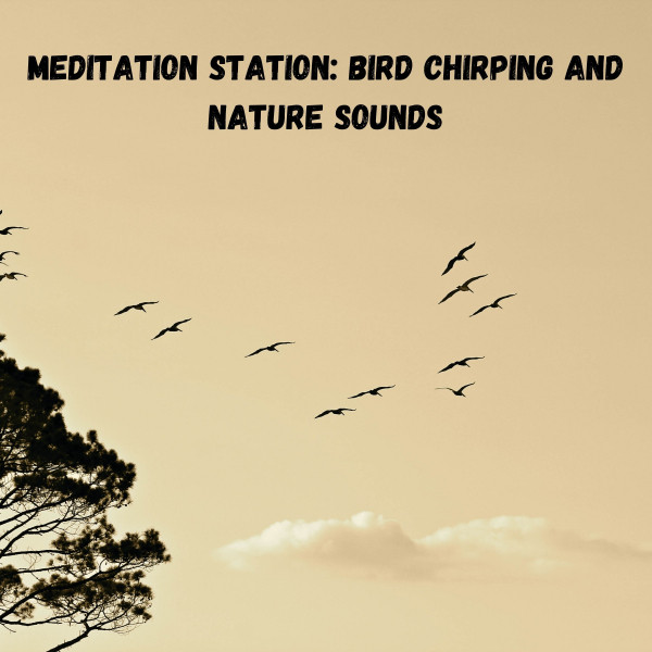 Meditation Station: Bird Chirping and Nature Sounds cover art