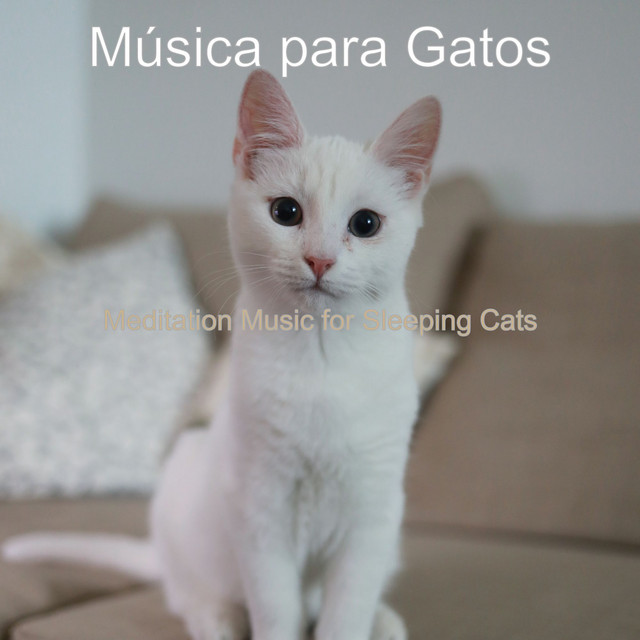 Meditation Music for Sleeping Cats cover art
