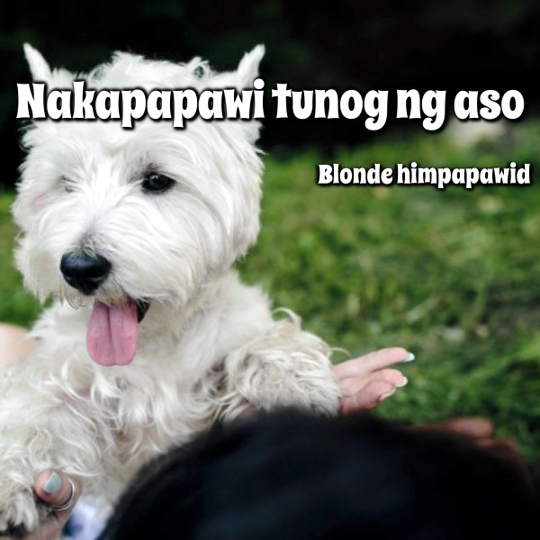 Nakapapawi tunog ng aso cover art