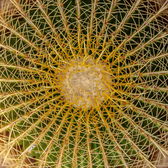 Benevolence | Ultimate Wellness Center Sounds, Daily Yoga Practice, Opening Chakras cover art