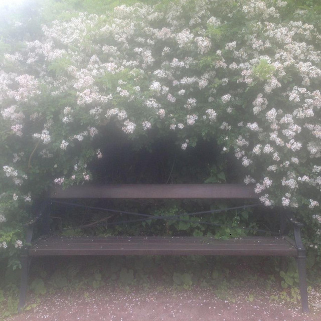 Hot Rice - Earth Links