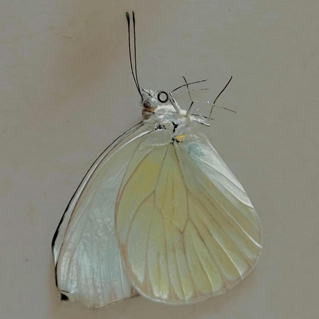 In Copula cover art