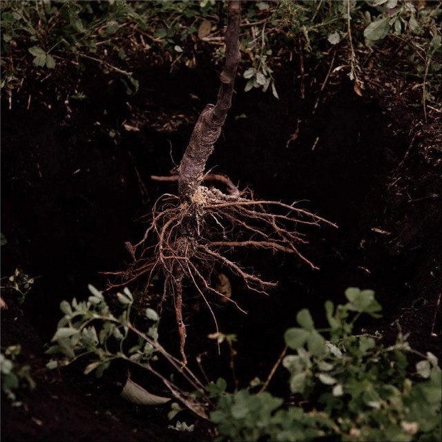Обкладинка: Oy ty zhe klenu (Wedding song) — Viltse