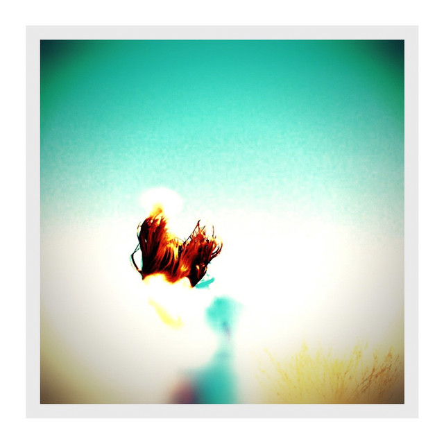 Northern Birds cover art