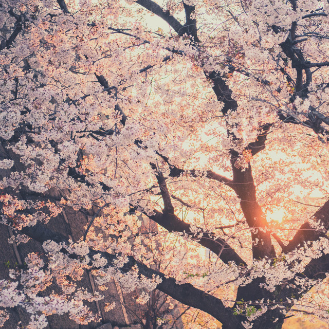 Spring Inspirations cover art
