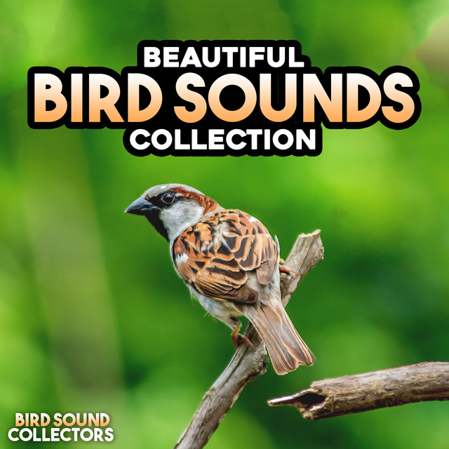 Beautiful Bird Sounds Collection - Album by Bird Sound Collectors | Spotify