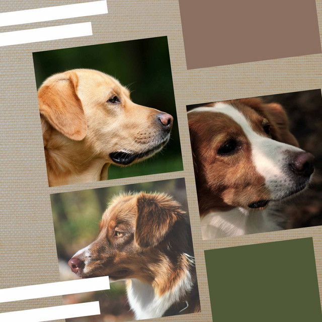 Cute Hounds - Music cover art