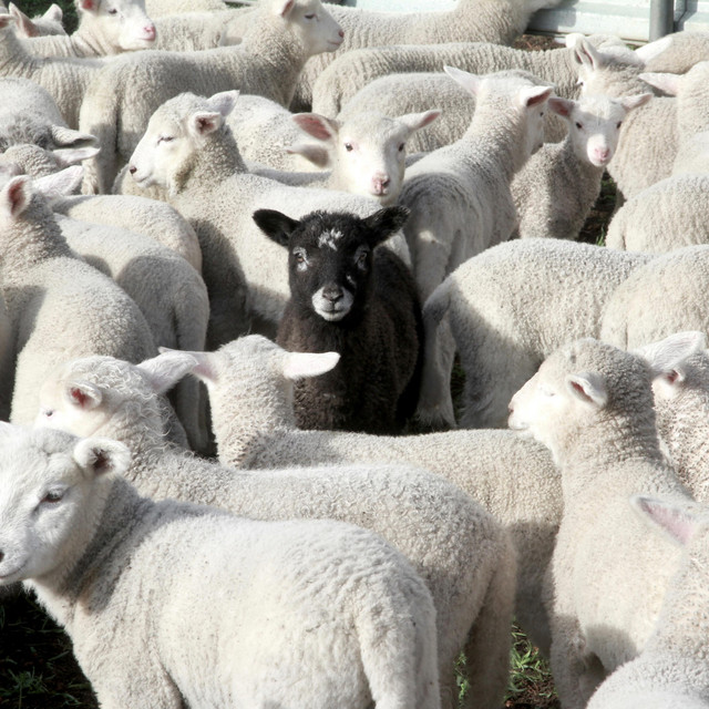 BLACK SHEEP cover art