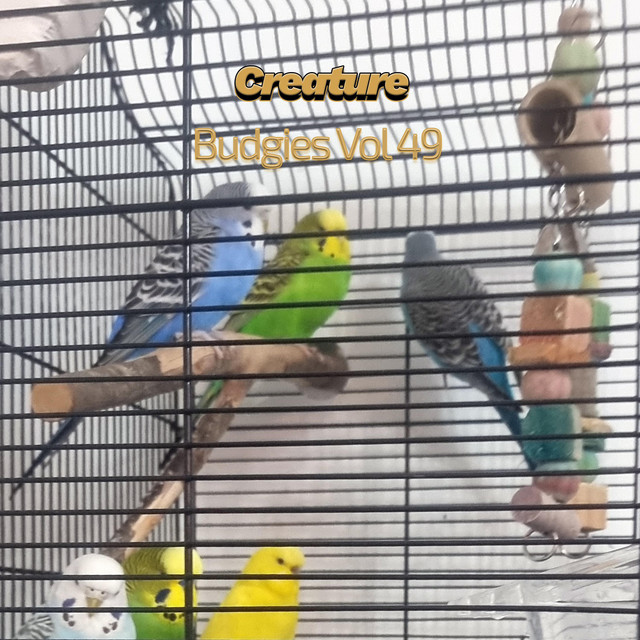 Budgies, Vol. 49 cover art