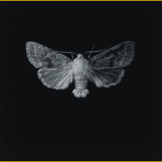 Moth cover art