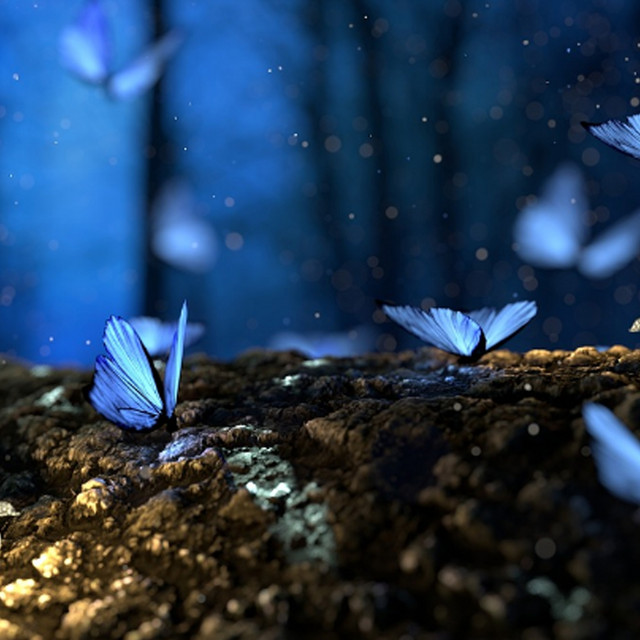 Typhoon blue butterfly Effect cover art