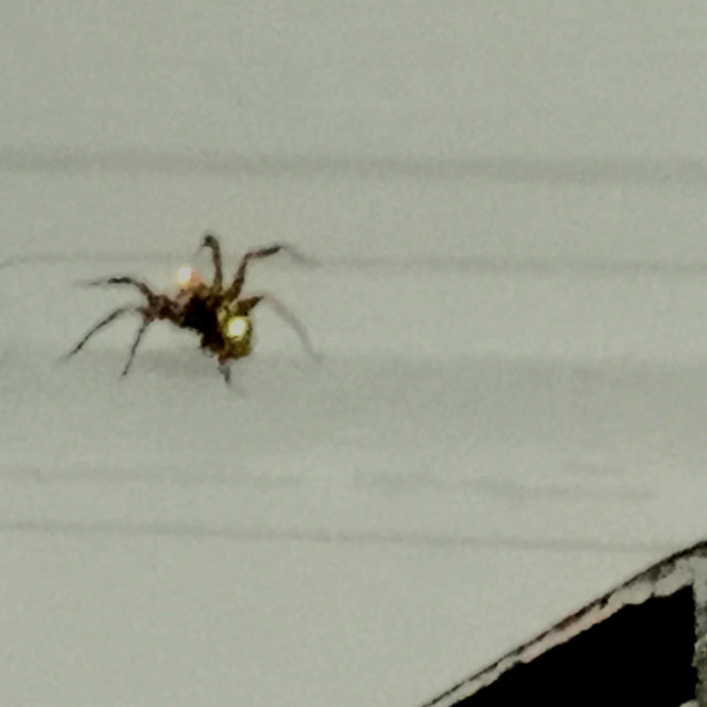 Spider cover art