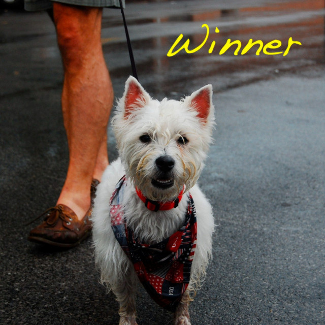 Winner cover art
