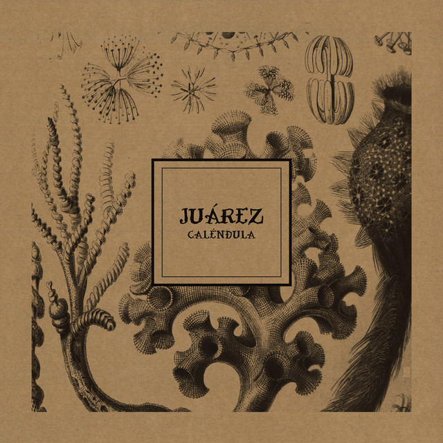 Caléndula cover art