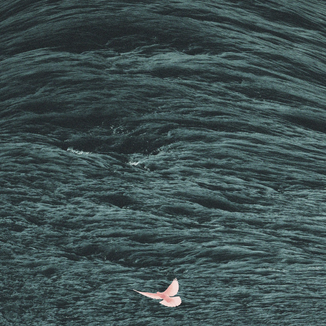 Peace cover