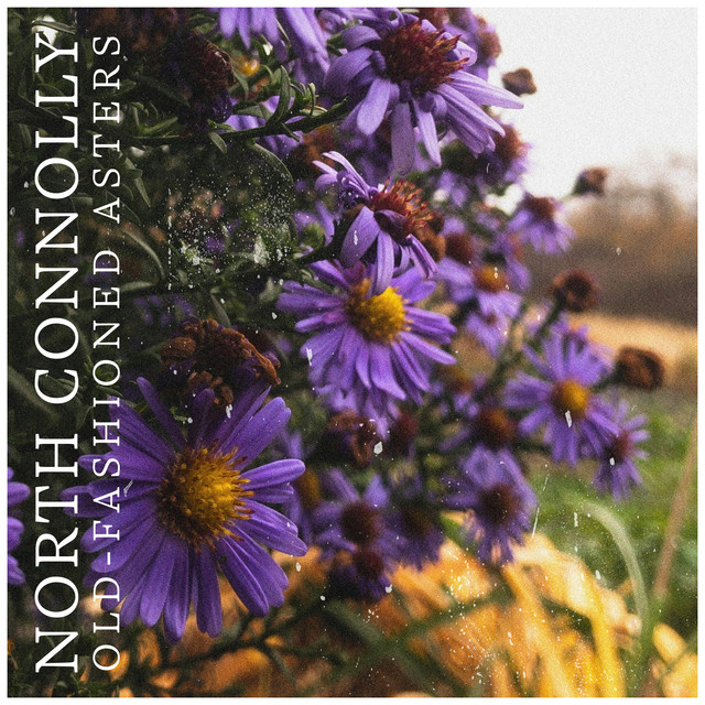 Old-fashioned asters cover