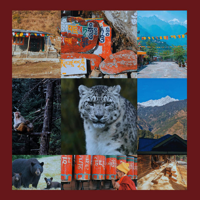 Dharamshala cover art