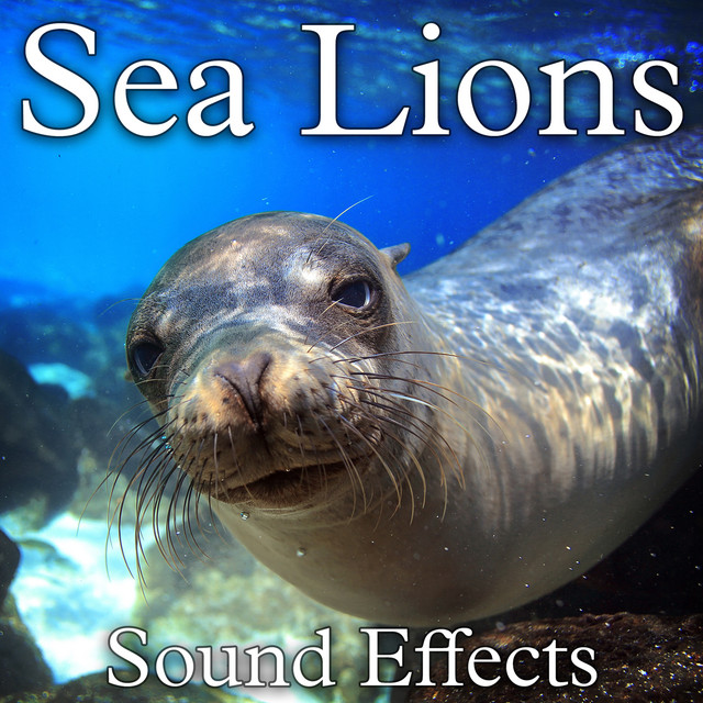 Sea Lions Sound Effects - Album by Sound Ideas | Spotify