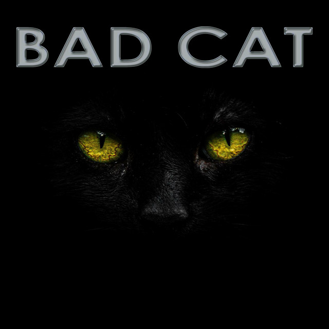 Bad Cat cover art
