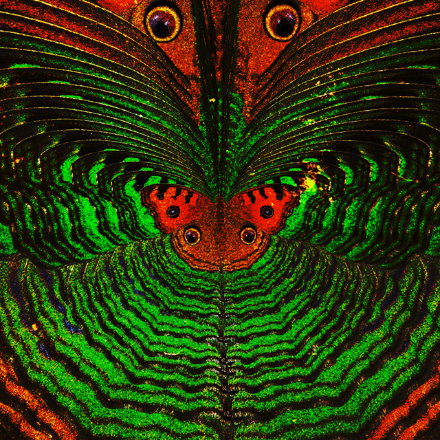 Wild cover art