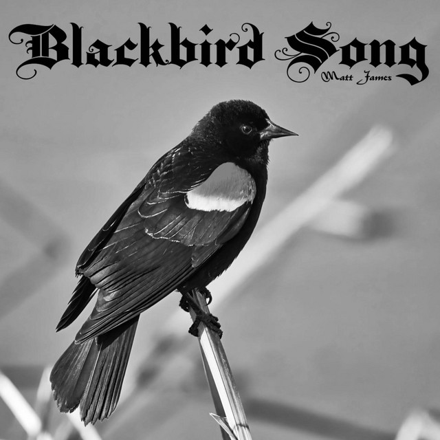 Blackbird Song