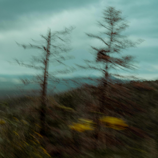 Обкладинка Vry Monday — Red Forest