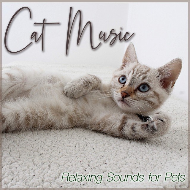 Cat Music Therapy
