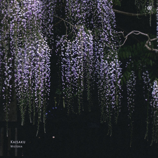 Wisteria cover