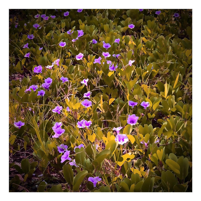 Violets cover art
