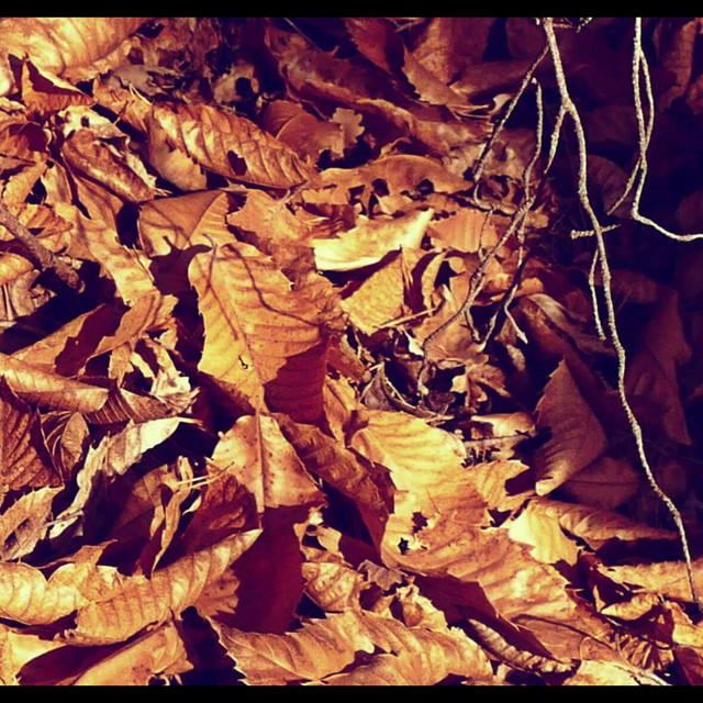 The Art of Poetry 9: the Brown Leaves cover art