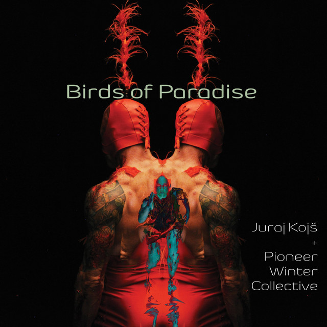 Birds of Paradise