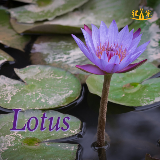 Lotus cover