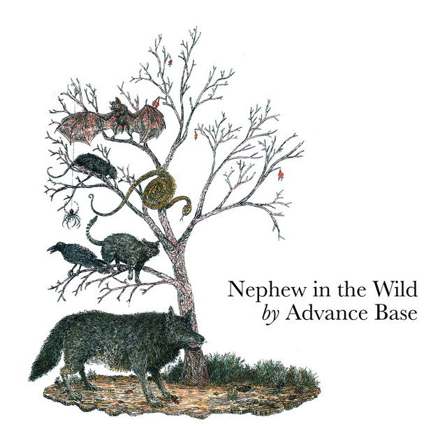 Nephew in the Wild cover art